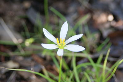 Close-up of white crocus flower