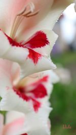 Macro shot of pink flower