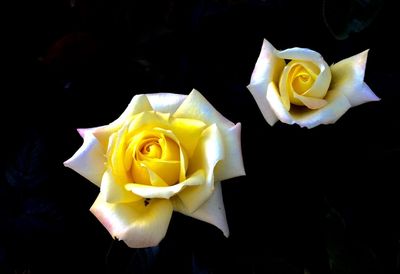 Close-up of rose over white background