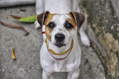 High angle portrait of dog at camera