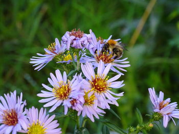 Close-up of insect on purple flowering plant