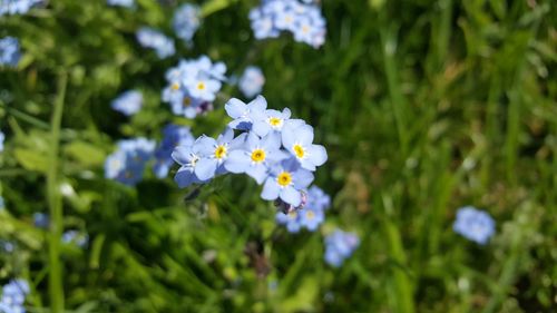 Close-up of white flowering plant