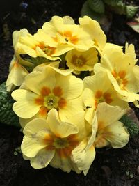 Close-up of yellow flower