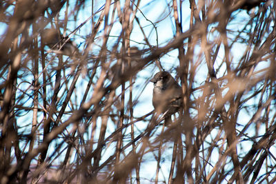 Low angle view of bird perching on branch