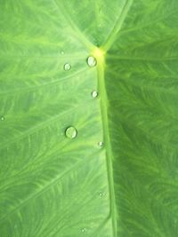 Full frame shot of raindrops on green leaves