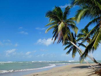 Palm trees on beach against sky