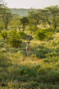 Deer in a field