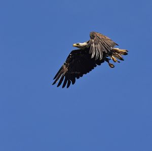 Low angle view of eagle flying against clear blue sky