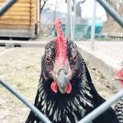 Portrait of rooster in farm