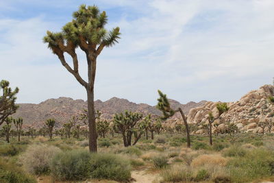 Joshua tree national park - california - usa