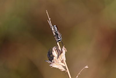 Close-up of wilted plant