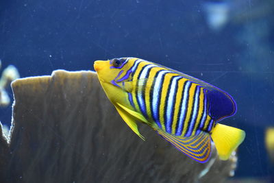 Close-up of fish swimming in sea