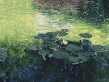 Reflection of trees in pond