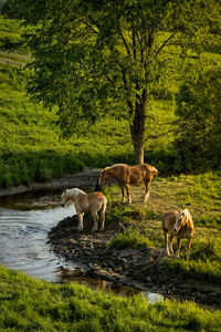 Grass grazing on field