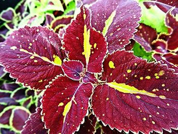 Close-up of raindrops on plant