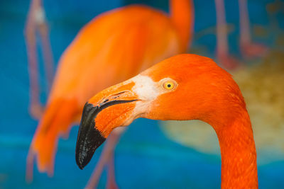 Close-up of a bird