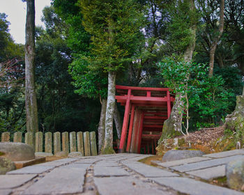 Empty footpath amidst trees in forest