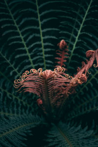 Close-up of fern leaves on tree