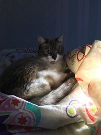 Close-up of cat relaxing on bed