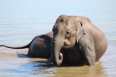 Elephant swimming in river