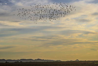 Flock of birds flying in sky