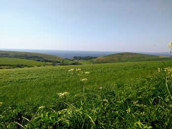 Scenic view of field against clear sky