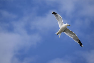 Low angle view of seagull flying against sky