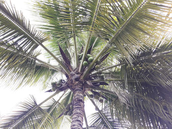 Low angle view of palm trees against sky