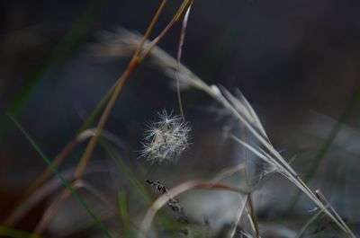 Close-up of dandelion against blurred background