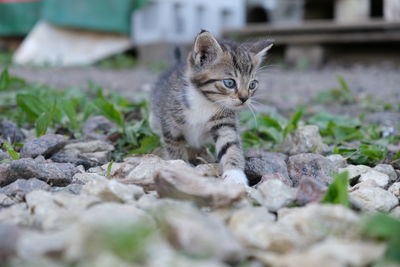 Portrait of kitten on ground