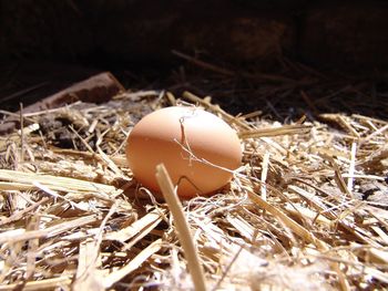 Close-up of eggs in nest