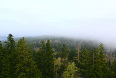 Pine trees in forest against sky