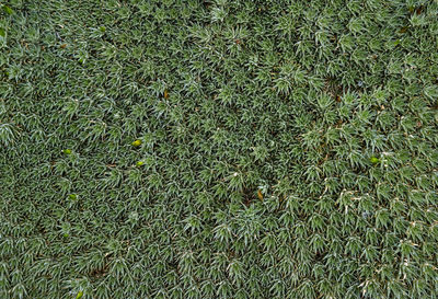 High angle view of grass on field