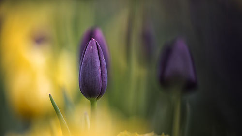 Close-up of purple crocus blooming outdoors