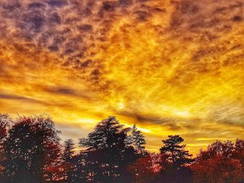 Low angle view of trees against dramatic sky