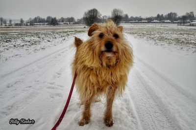 Dog on snow field against sky