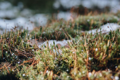 Close-up of mushroom growing on field
