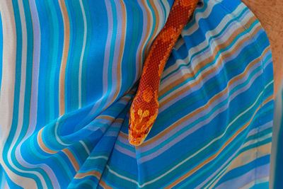 Veterinary professional handling a non-venomous snake known as the corn snake during a class
