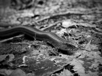 Close-up of snake on field in forest