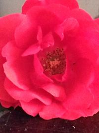 Close-up of pink flowers