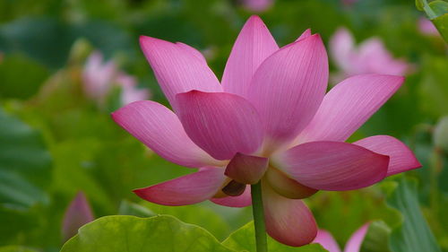 Close-up of pink water lily