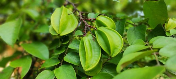 Close-up of starfruits and fresh green leaves