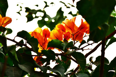 Low angle view of flowers blooming against sky