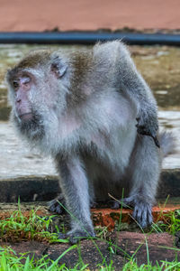 Close-up of gorilla sitting outdoors