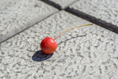 High angle view of tomatoes