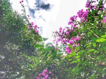 Low angle view of pink flowers on tree