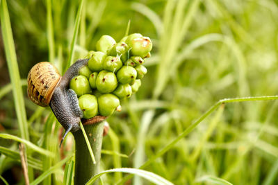 Close-up of crab on plant in field