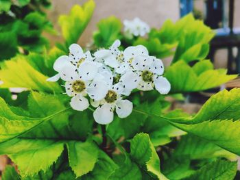 Close-up of white flowering plant