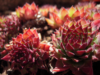 Close-up of succulent plant