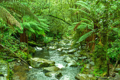 Trees growing by river in forest